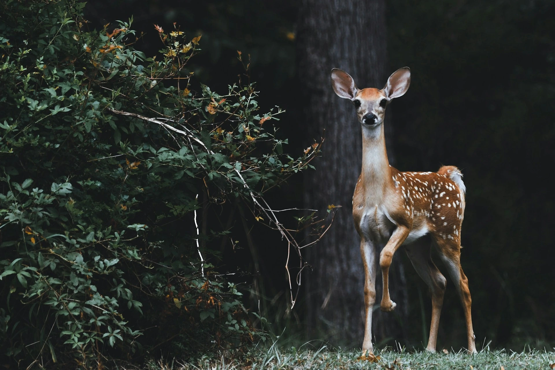 Google lanserer SpeciesNet, en &aring;pen kildekode AI for identifikasjon av dyreliv
